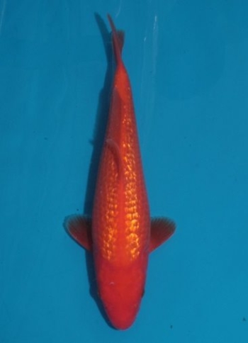 beni