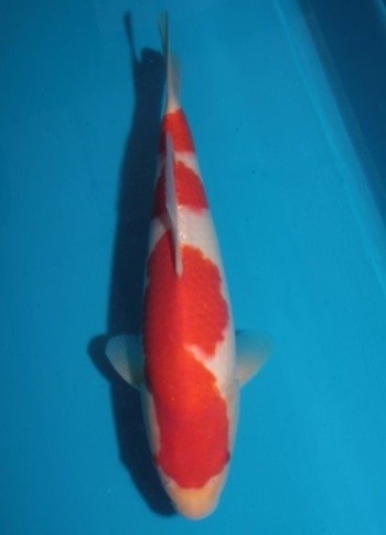 27kohaku28cm