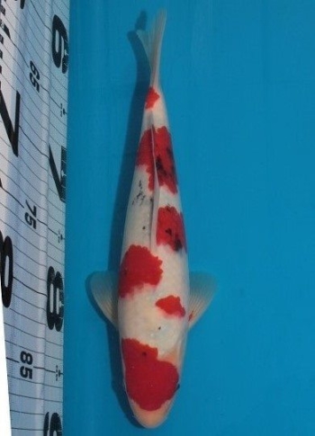 30tosai30cm
