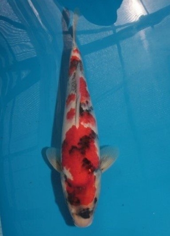 11showa38cm