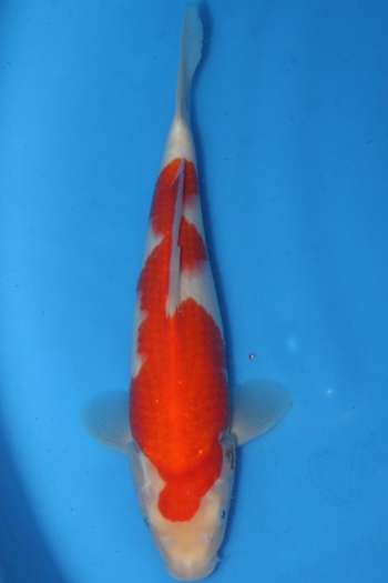 matsue-kohaku-15