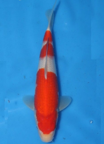 matsue-kohaku-14