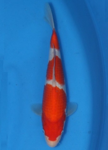matsue-kohaku-12