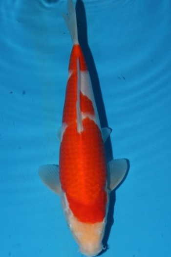 matsue-kohaku-7