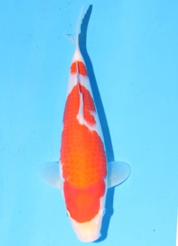 matsue-kohaku-3