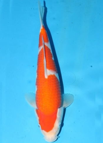 matsue-kohaku-2