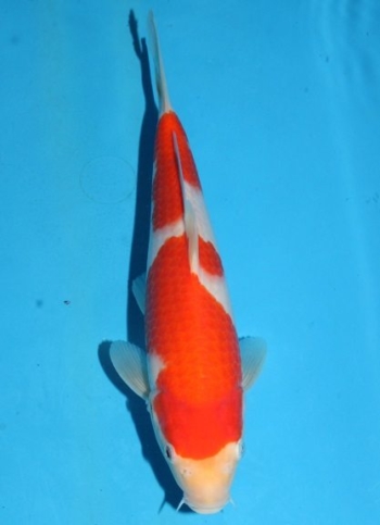 matsue-kohaku-1