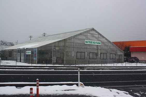 matsuekoifarm(1)