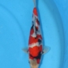 Showa, jumbo tosai, 24 cm, ISA, ISA6